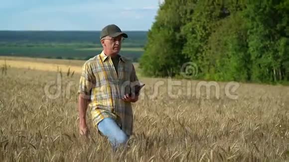 一位中年农学家在一个阳光明媚的夏天在田里检查麦穗并在平板电脑上写信息视频的预览图