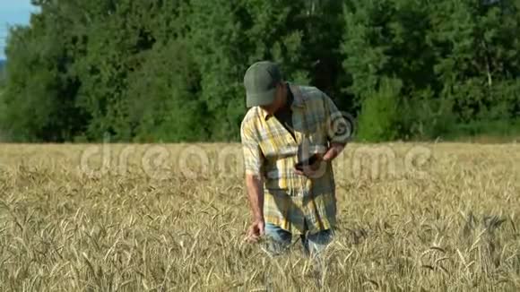 一位中年农学家在一个阳光明媚的夏天在田里检查麦穗并在平板电脑上写信息视频的预览图