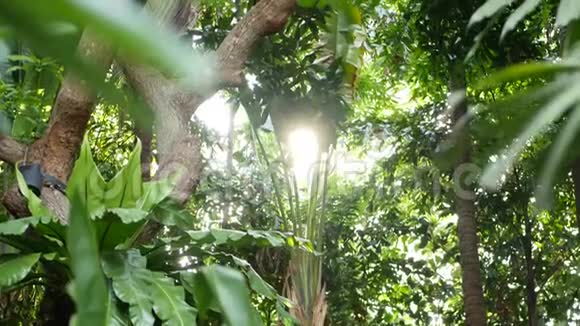 模糊的近距离明亮多汁的异国热带丛林叶子阳光共空间花园里郁郁葱葱摘要视频的预览图