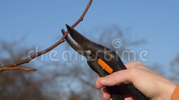 用剪枝修剪果树的秋季和春季修剪视频的预览图