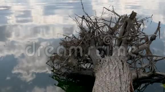 在湖里有根的落叶树视频的预览图