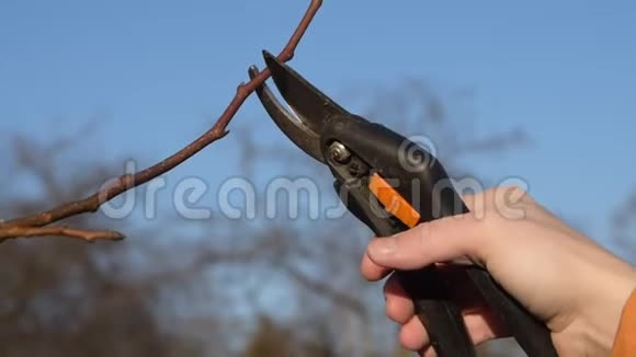用剪枝修剪果树的秋季和春季修剪视频的预览图
