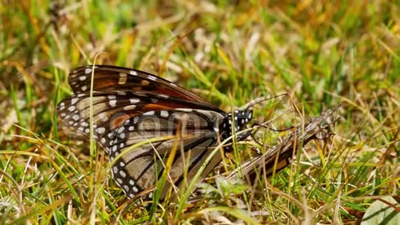 帝王蝶的饮酒使一只死蝴蝶在草地上飞翔视频的预览图