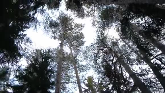 在树林里树木在活动自然光视频的预览图