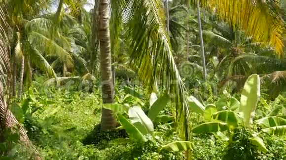 泰国阳光明媚的日子里明亮的绿色植物香蕉园和椰子棕榈树泰国的典型景观视频的预览图