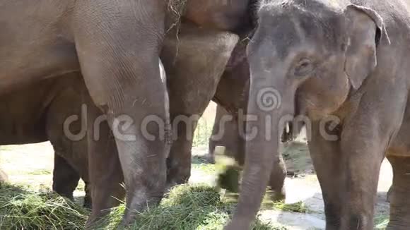 亚洲象群Elephasmaximus视频的预览图