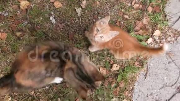 秋天猫和小猫在草地上视频的预览图