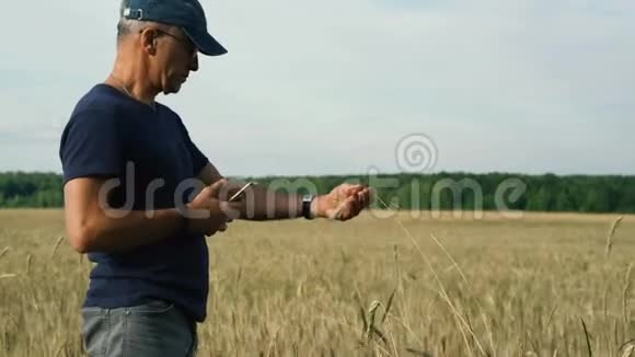 在一个阳光明媚的夏日里田里的农学家研究谷物作物视频的预览图