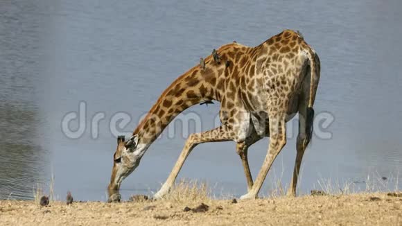 长颈鹿与啄木鸟饮水视频的预览图