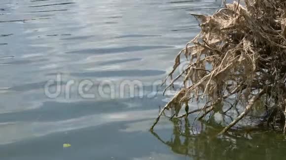 在湖里有根的落叶树视频的预览图