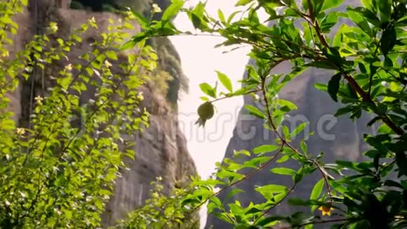 特写一颗绿色的小石榴果生长在石榴树上映衬着一片片山的背景视频的预览图