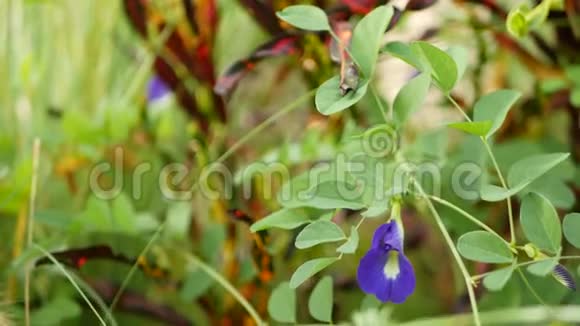 野生的美丽的盛开的阴蒂绿草背景下野生蓝豌豆开花草本植物视频的预览图