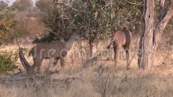 在莫雷米游戏保护区两名女Kudu在丛林中漫步视频的预览图