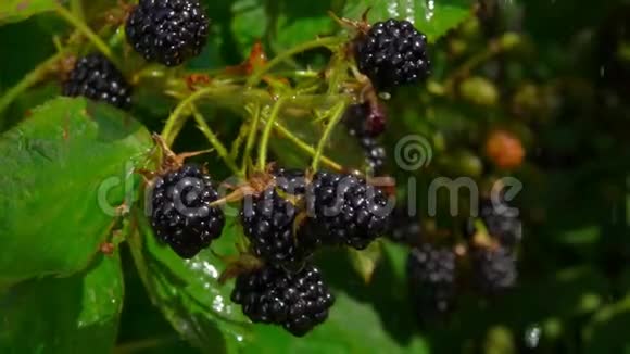 滴在成熟的黑莓浆果上的雨水视频的预览图