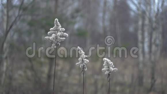 冬天的田野美丽的植物在风中自然的光视频的预览图