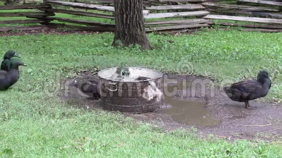 一只黑鸭子洗澡视频的预览图