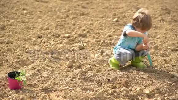 快乐的小农夫在春田上种植可爱的小男孩在地里浇芽儿童和蔬菜视频的预览图