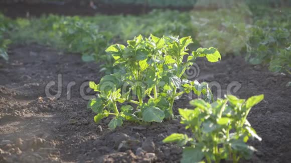马铃薯作物的绿田在阳光明媚的夏日土豆田农业种植蔬菜视频的预览图