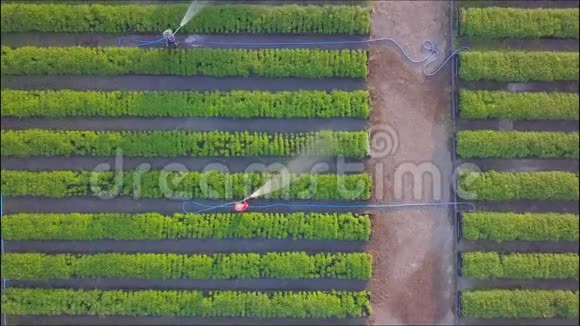 农民在花园里用软管浇灌蔬菜这种软管是为农业用途连续种植的视频的预览图