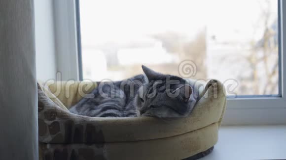 英国灰猫睡在他的窗户里视频的预览图