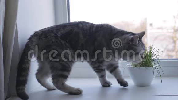 猫在窗台上吃新鲜的草视频的预览图