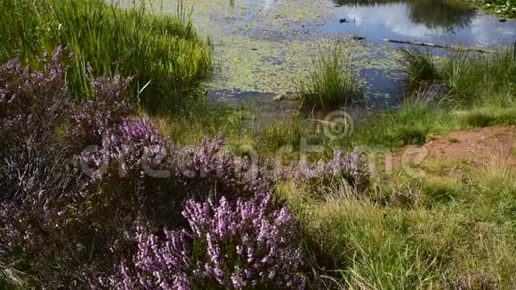 紫色石楠在英国沼地的微风中吹拂视频的预览图