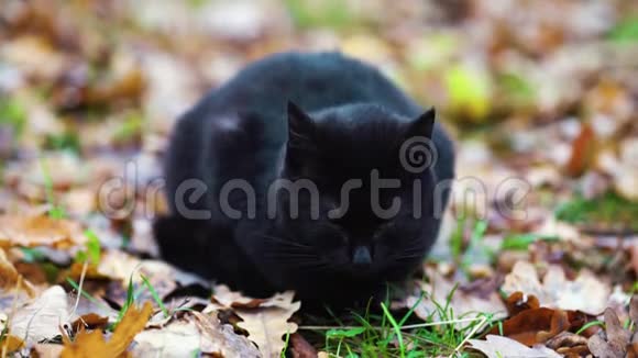秋天的黑猫在外面落叶视频的预览图