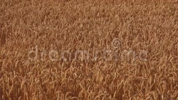 成熟的黄麦在风中摇曳的田野视频的预览图