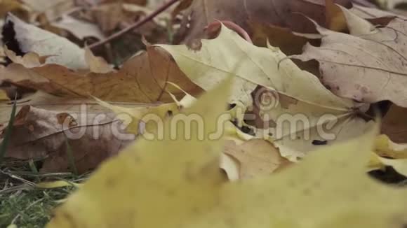 在秋天的公园里特写美丽的黄色树叶滑块运动视频的预览图