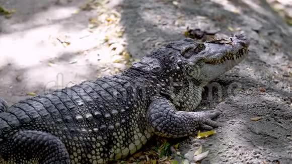 泰国危险的大型鳄鱼野生动物视频的预览图