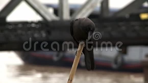 一只黑羽毛的乌鸦栖息在竹子上视频的预览图