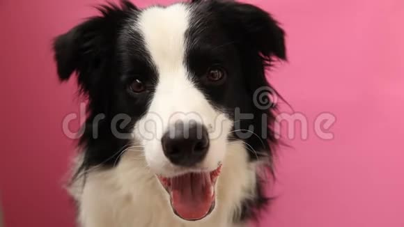 沙发上可爱的微笑小狗边境牧羊犬的滑稽肖像家里新来的可爱的小狗视频的预览图