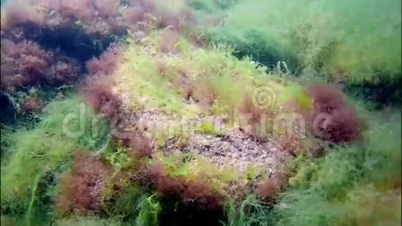 丰富而凉爽的绿色棕色红藻碎片在石头上黑色海底电影在清澈的水中浮潜视频的预览图