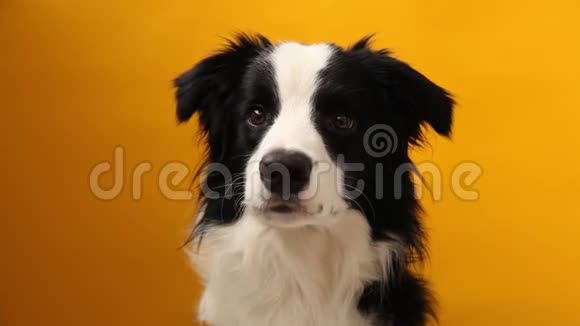沙发上可爱的微笑小狗边境牧羊犬的滑稽肖像家里新来的可爱的小狗视频的预览图