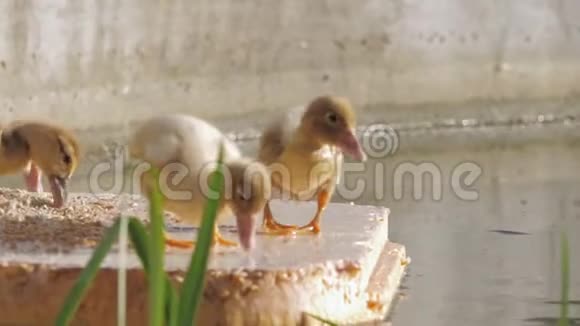 马索维鸭的小鸭子吃粮食在农场的池塘里游泳视频的预览图