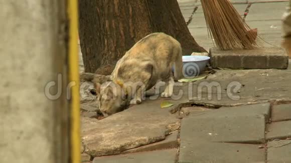 一只流浪猫在大街上觅食视频的预览图