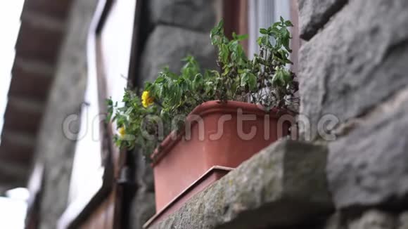 石屋窗台上的花盆里的枯花秋季萧条概念视频的预览图
