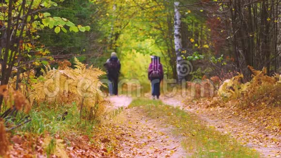 一群游客和狗在森林小路上散步视频的预览图