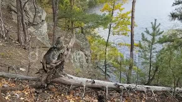 泰比猫在森林里视频的预览图