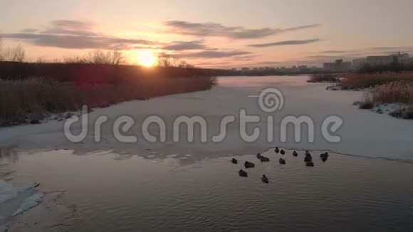 冬天的河流鸭子沿着河游迎着夕阳从无人驾驶飞机拍摄的俯视图视频的预览图
