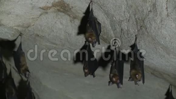 一群蝙蝠挂在山洞的天花板上视频的预览图
