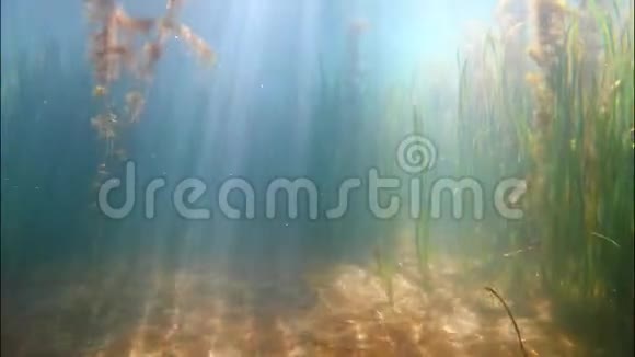 淡水池塘里生长着瓦利斯纳的植物和藻类阳光在清澈清澈的淡水中嬉戏视频的预览图