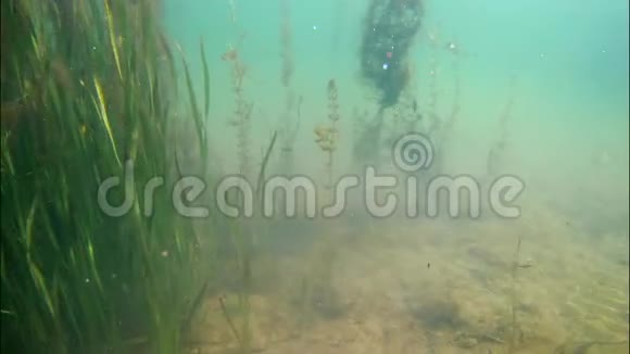 瓦利斯纳尼亚植物和藻类呼出气泡在浅淡水池塘中产生氧气太阳光线起波视频的预览图