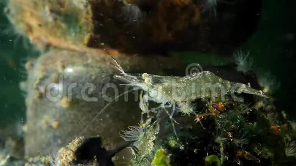在黑海海洋生物群落水族馆中活跃和柔嫩的对虾棕榈咸水岩池虾捕获浮游生物食物视频的预览图