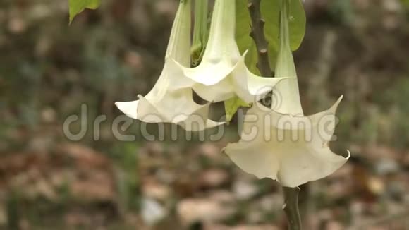 Datura缺氧植物花朵的特写视频的预览图