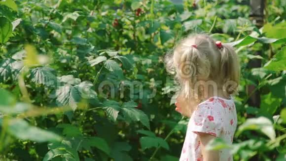 小女孩采摘和吃树莓视频的预览图