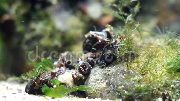 黑海咸水海洋生物滩涂用双壳类软体动物群过滤水流捕捉食物视频的预览图
