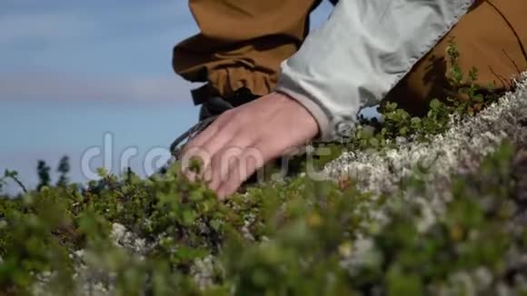 徒步旅行者用手触摸草他在冻土带视频的预览图