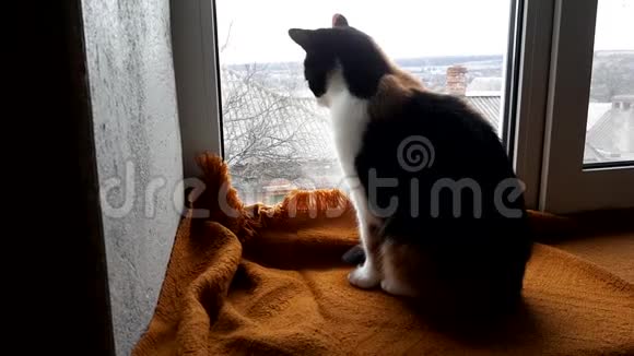 马涅基内科猫坐在窗台上用温暖的毯子望着窗外视频的预览图