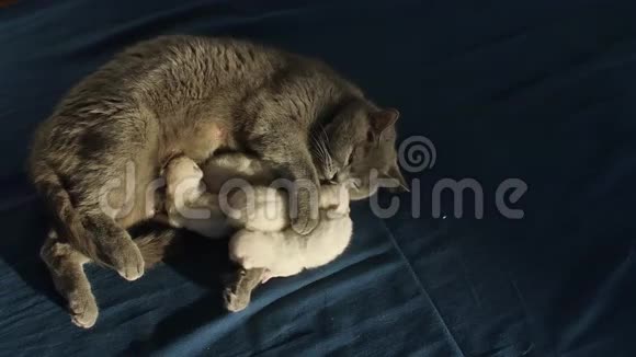 新生小猫为妈妈牛奶而战从上面看视频的预览图